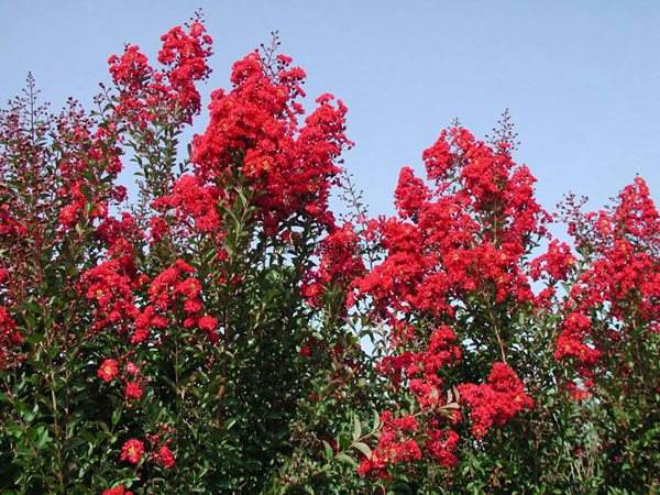 專家告訴你,市場上紫薇花樹價格是多少?