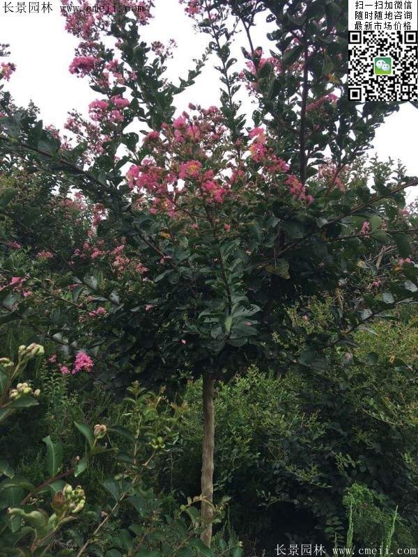 專家告訴你,市場上紫薇花樹價格是多少?