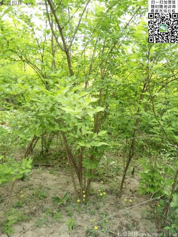 沭陽(yáng)的金銀木