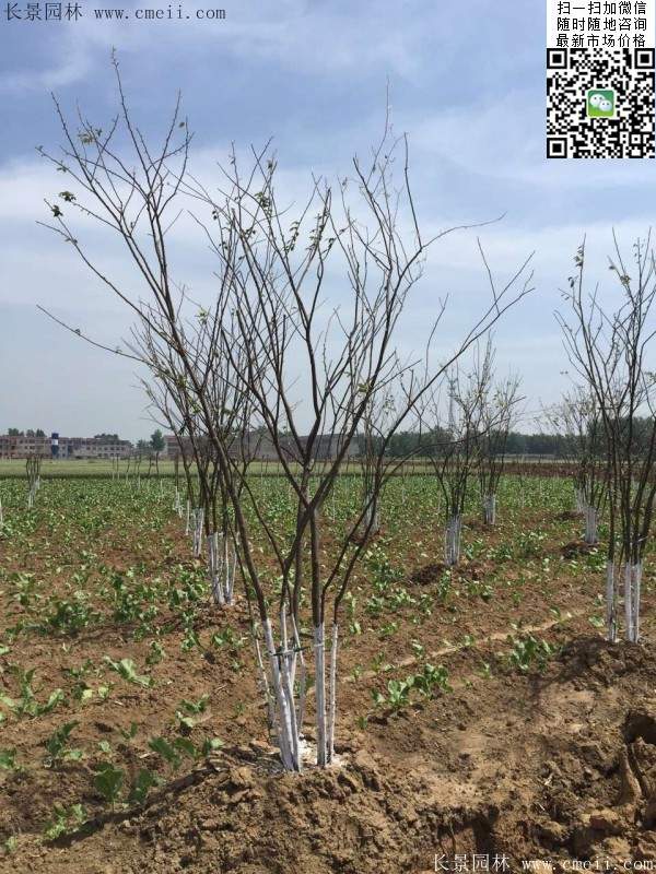 櫸樹綠化 櫸樹綠化