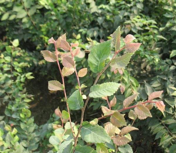 櫸樹綠化 櫸樹綠化