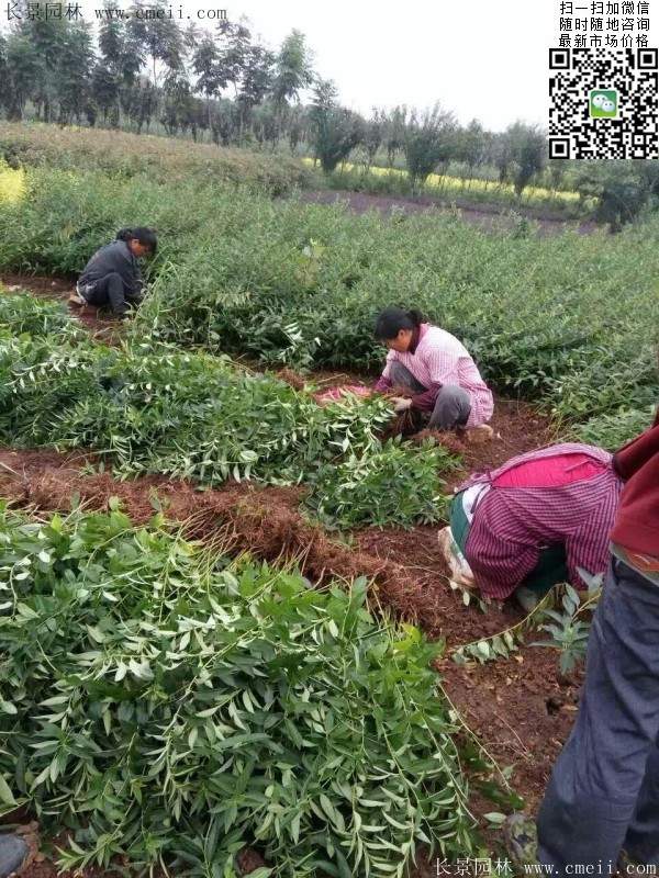 連翹--長(zhǎng)景園林