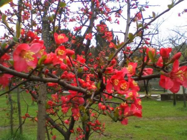 想要貼梗海棠花開(kāi)得好，修剪養(yǎng)護(hù)很重要