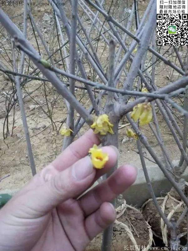 沭陽臘梅樹 沭陽臘梅樹