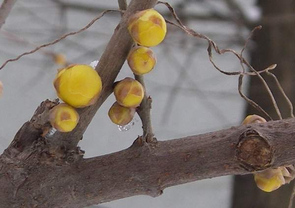 沭陽臘梅 沭陽臘梅