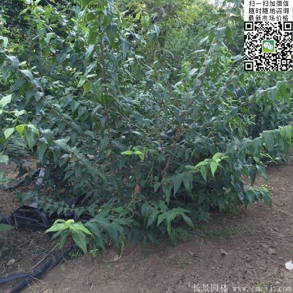 沭陽臘梅 沭陽臘梅