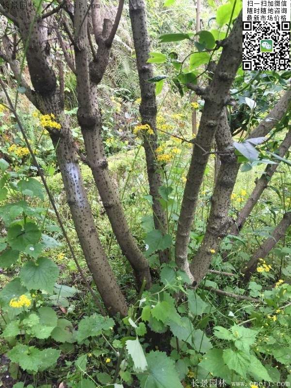 沭陽臘梅 沭陽臘梅