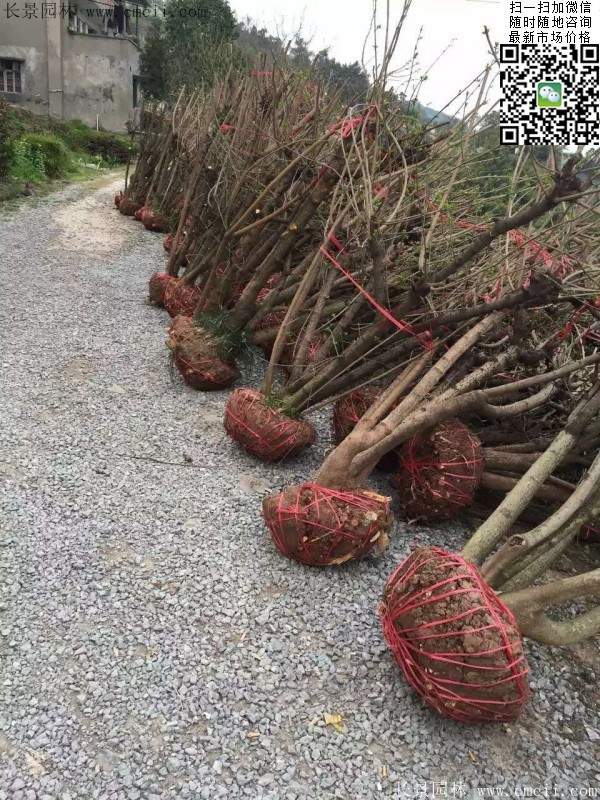 沭陽臘梅 沭陽臘梅