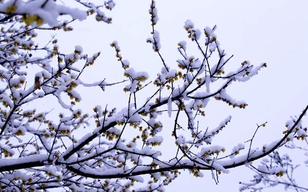 冬季臘梅 冬季臘梅