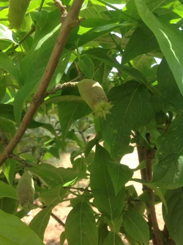 華東臘梅樹(shù)批發(fā)