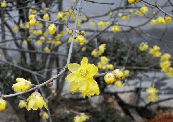 叢生臘梅 叢生臘梅