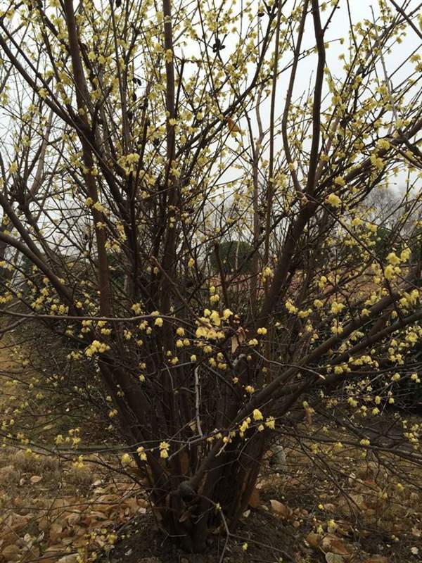 叢生臘梅 叢生臘梅