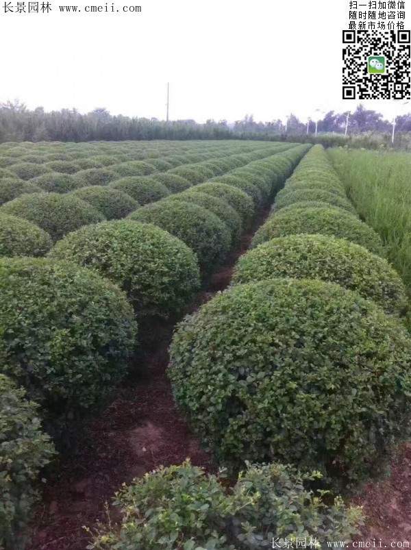 小葉女貞球--長(zhǎng)景園林 小葉女貞球--長(zhǎng)景園林