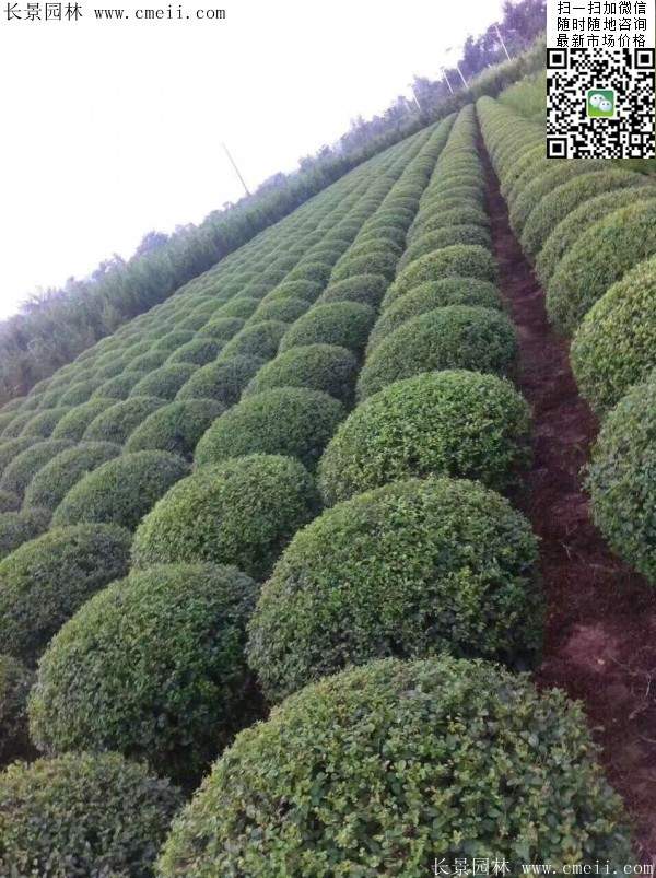 小葉女貞球--長(zhǎng)景園林 小葉女貞球--長(zhǎng)景園林