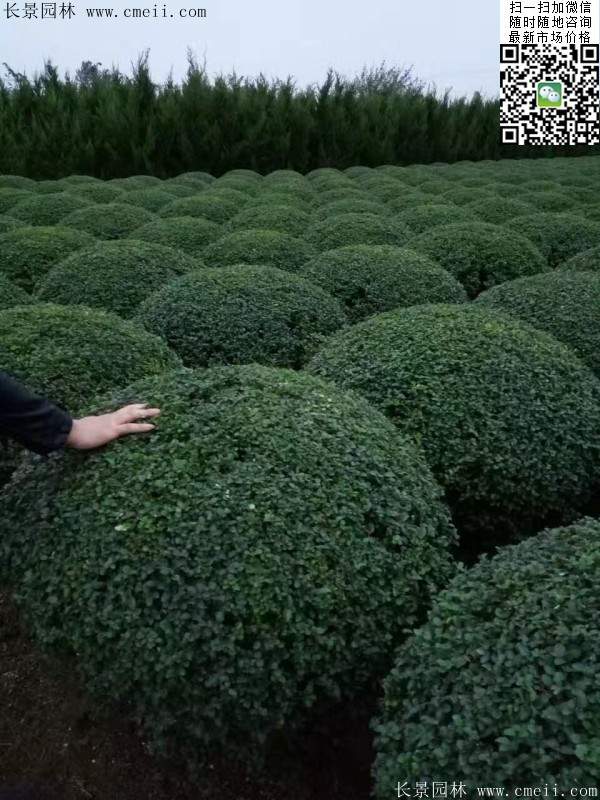 小葉女貞球--長(zhǎng)景園林 小葉女貞球--長(zhǎng)景園林