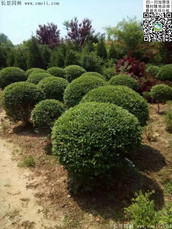 小葉女貞球--長(zhǎng)景園林 小葉女貞球--長(zhǎng)景園林