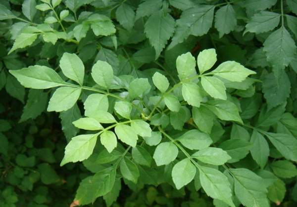 凌霄花保養(yǎng) 凌霄花保養(yǎng)