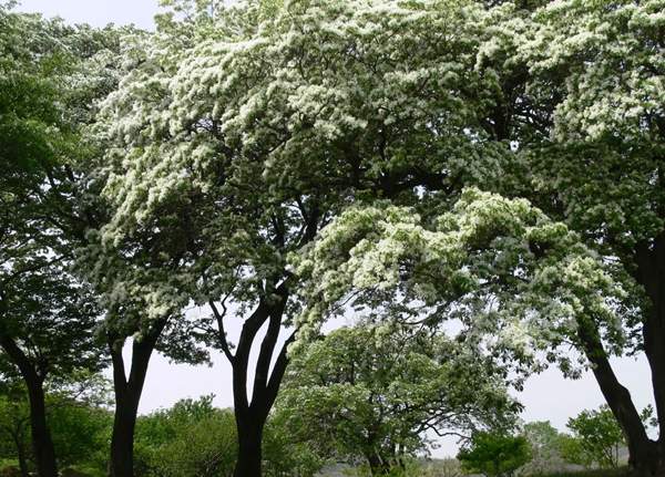 沭陽(yáng)流蘇樹