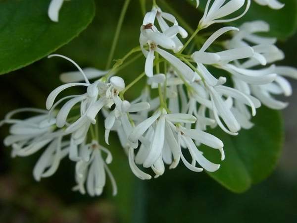 流蘇樹(shù)大樹(shù)