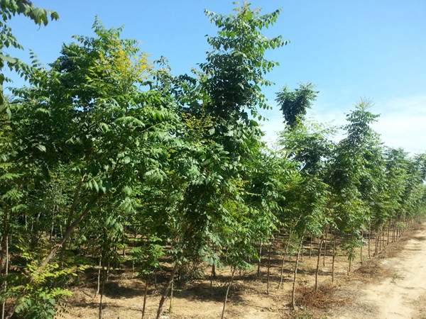 欒樹規格 欒樹規格