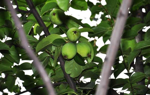 木瓜樹(shù)價(jià)格