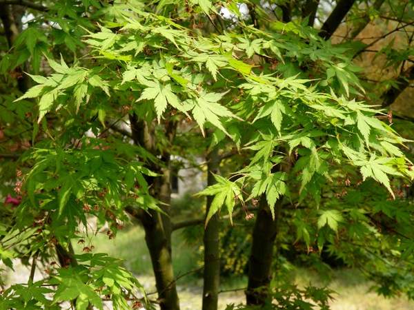 優質青楓樹 優質青楓樹