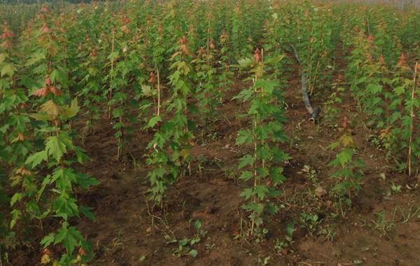 優質青楓樹 優質青楓樹