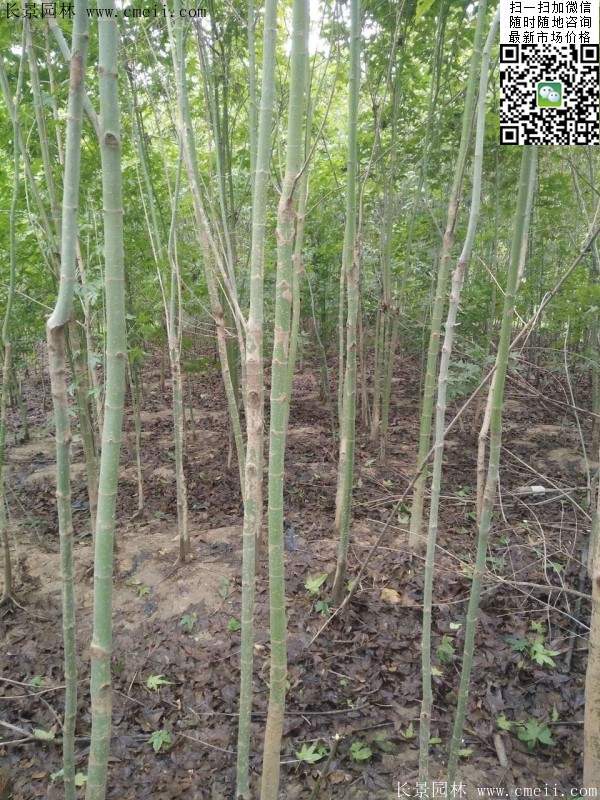 優質青楓樹 優質青楓樹