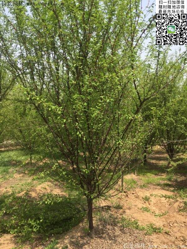 沭陽(yáng)榆葉梅的價(jià)格 沭陽(yáng)榆葉梅的價(jià)格