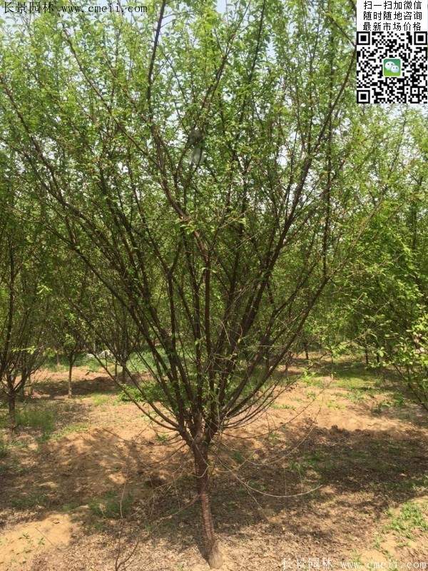 沭陽(yáng)榆葉梅的價(jià)格 沭陽(yáng)榆葉梅的價(jià)格