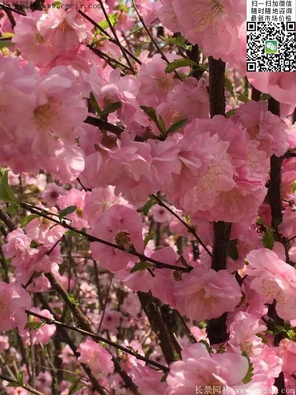 沭陽(yáng)榆葉梅的價(jià)格 沭陽(yáng)榆葉梅的價(jià)格