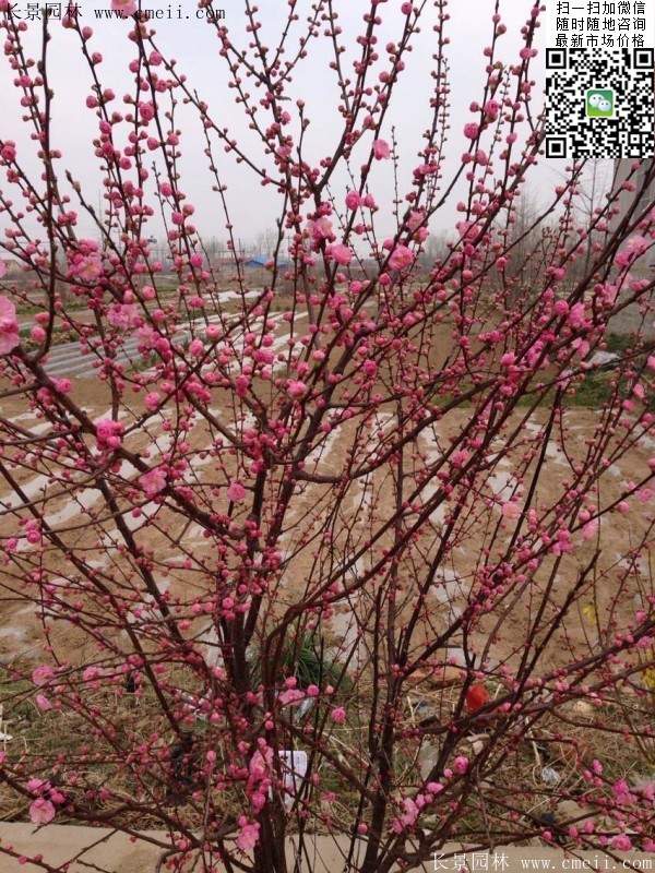 沭陽(yáng)榆葉梅的價(jià)格 沭陽(yáng)榆葉梅的價(jià)格