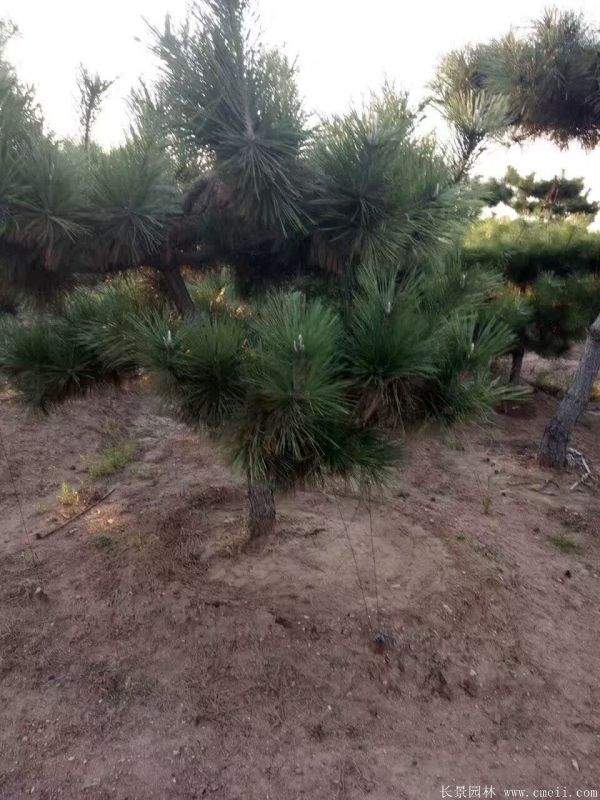 沭陽精品黑松 沭陽精品黑松