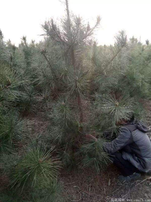 沭陽黑松的價(jià)格 沭陽黑松的價(jià)格