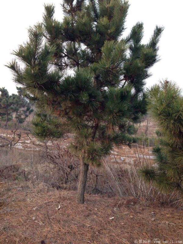 沭陽黑松的價(jià)格 沭陽黑松的價(jià)格