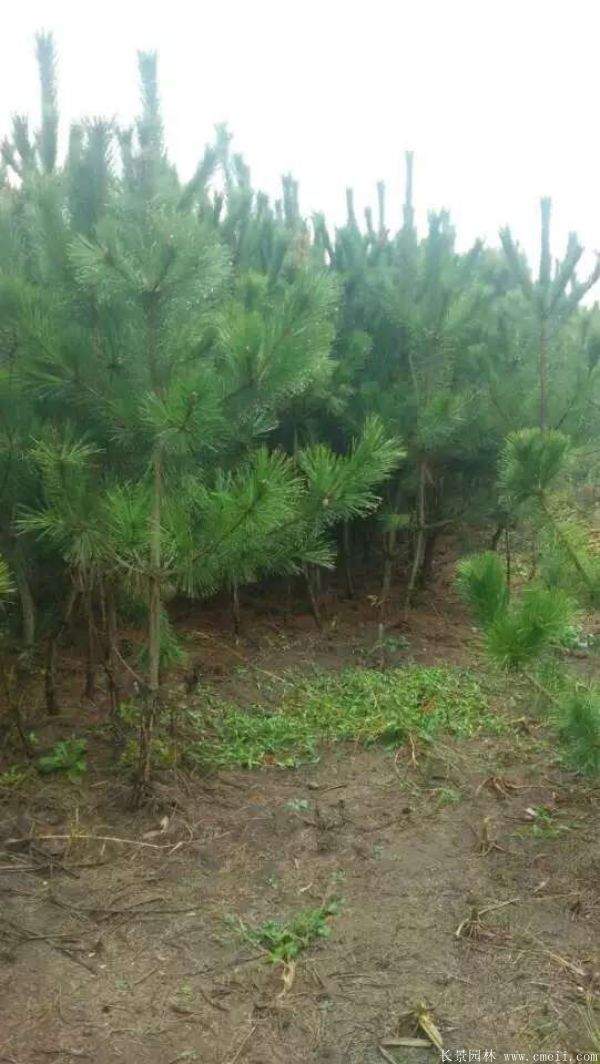 沭陽黑松的價(jià)格 沭陽黑松的價(jià)格