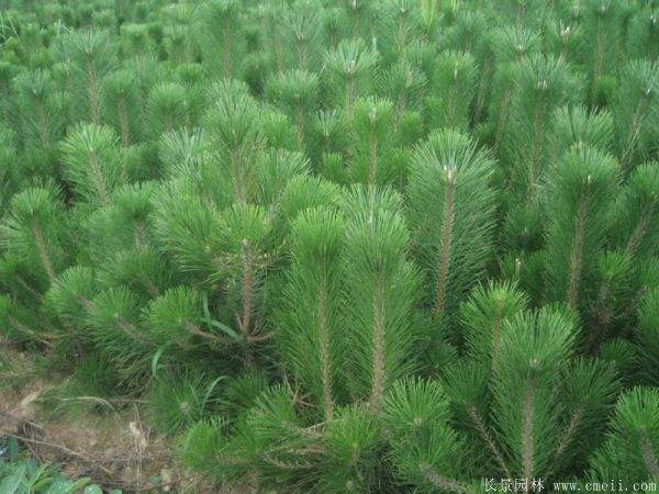 沭陽黑松 沭陽黑松