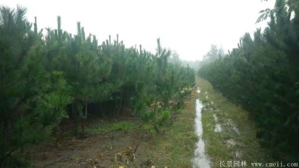 沭陽黑松的價(jià)格 沭陽黑松的價(jià)格