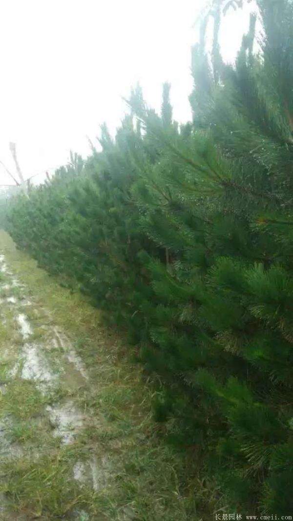 沭陽黑松的價(jià)格 沭陽黑松的價(jià)格