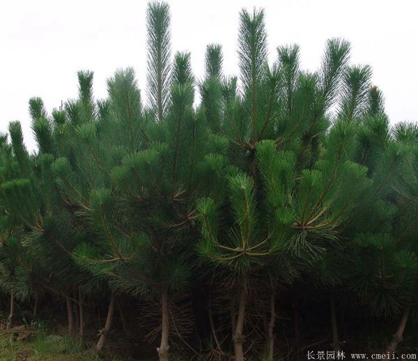 沭陽2-8公分直徑的黑松樹 沭陽2-8公分直徑的黑松樹