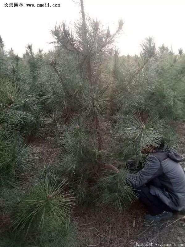 沭陽的黑松基地 沭陽的黑松基地