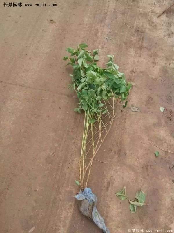 紅王子錦帶價格 紅王子錦帶價格