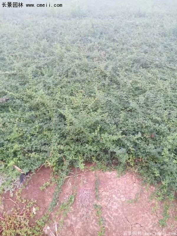 沭陽迎春花 沭陽迎春花