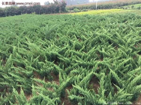 沭陽地柏的規格 沭陽地柏的規格