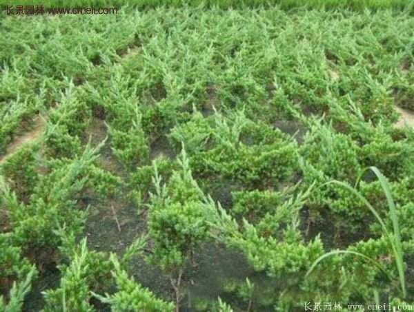 沭陽地柏的規格 沭陽地柏的規格