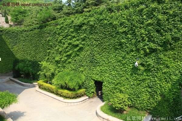 爬山虎在墻體綠化中有什么優(yōu)勢(shì)