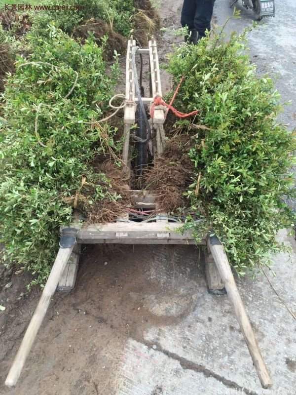 沭陽火棘苗、火棘球