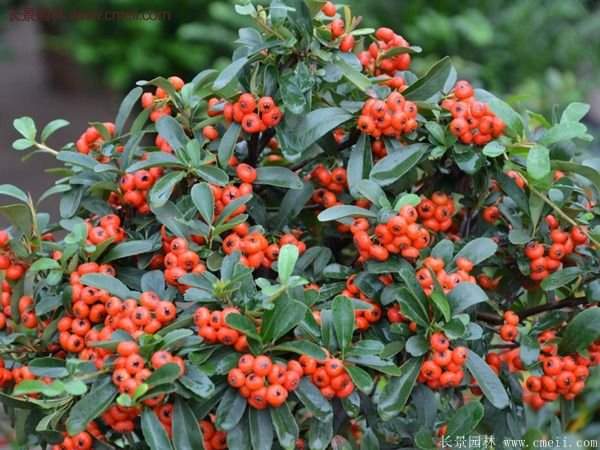 沭陽火棘綠化 沭陽火棘綠化