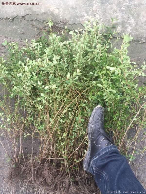 沭陽火棘綠化 沭陽火棘綠化