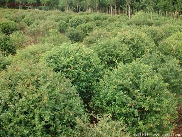 沭陽火棘綠化 沭陽火棘綠化